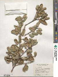 Quercus agrifolia image