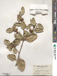 Quercus agrifolia image