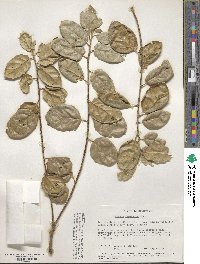 Quercus agrifolia image