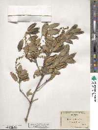 Quercus agrifolia image