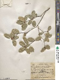 Quercus agrifolia image