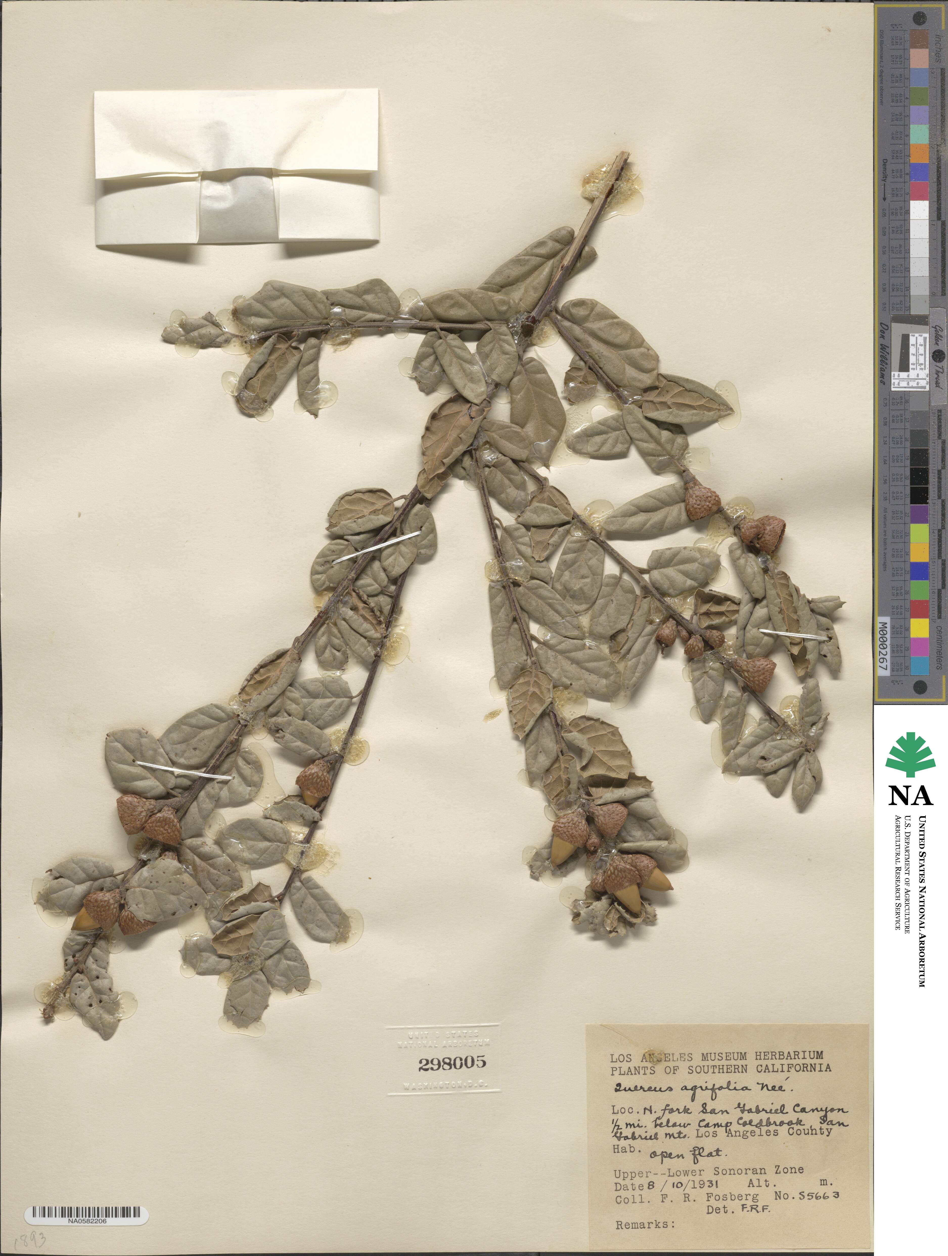 Quercus agrifolia image