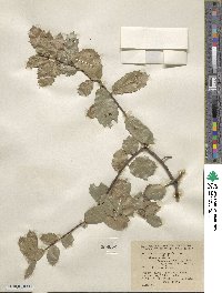 Quercus agrifolia image