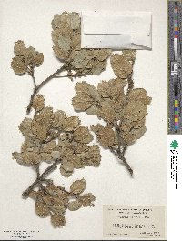 Quercus agrifolia image