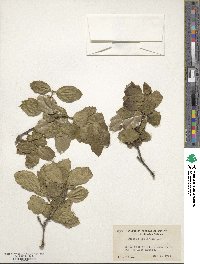 Quercus agrifolia image