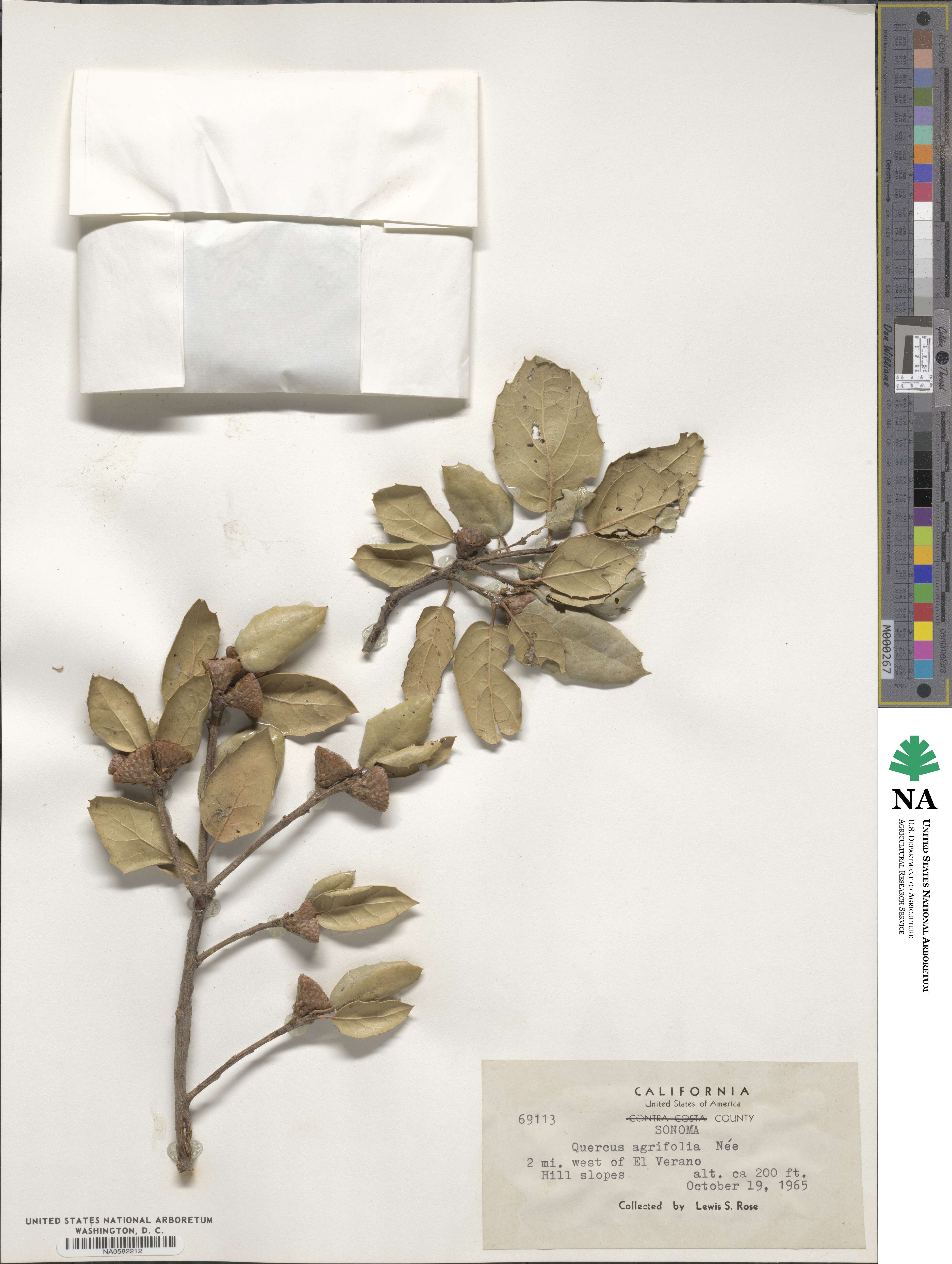 Quercus agrifolia image