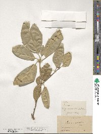 Quercus agrifolia image