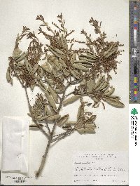 Quercus agrifolia image