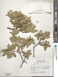 Quercus agrifolia image