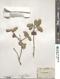 Quercus agrifolia image