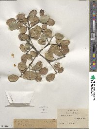 Quercus agrifolia image