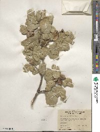 Quercus agrifolia image