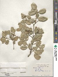 Quercus agrifolia image