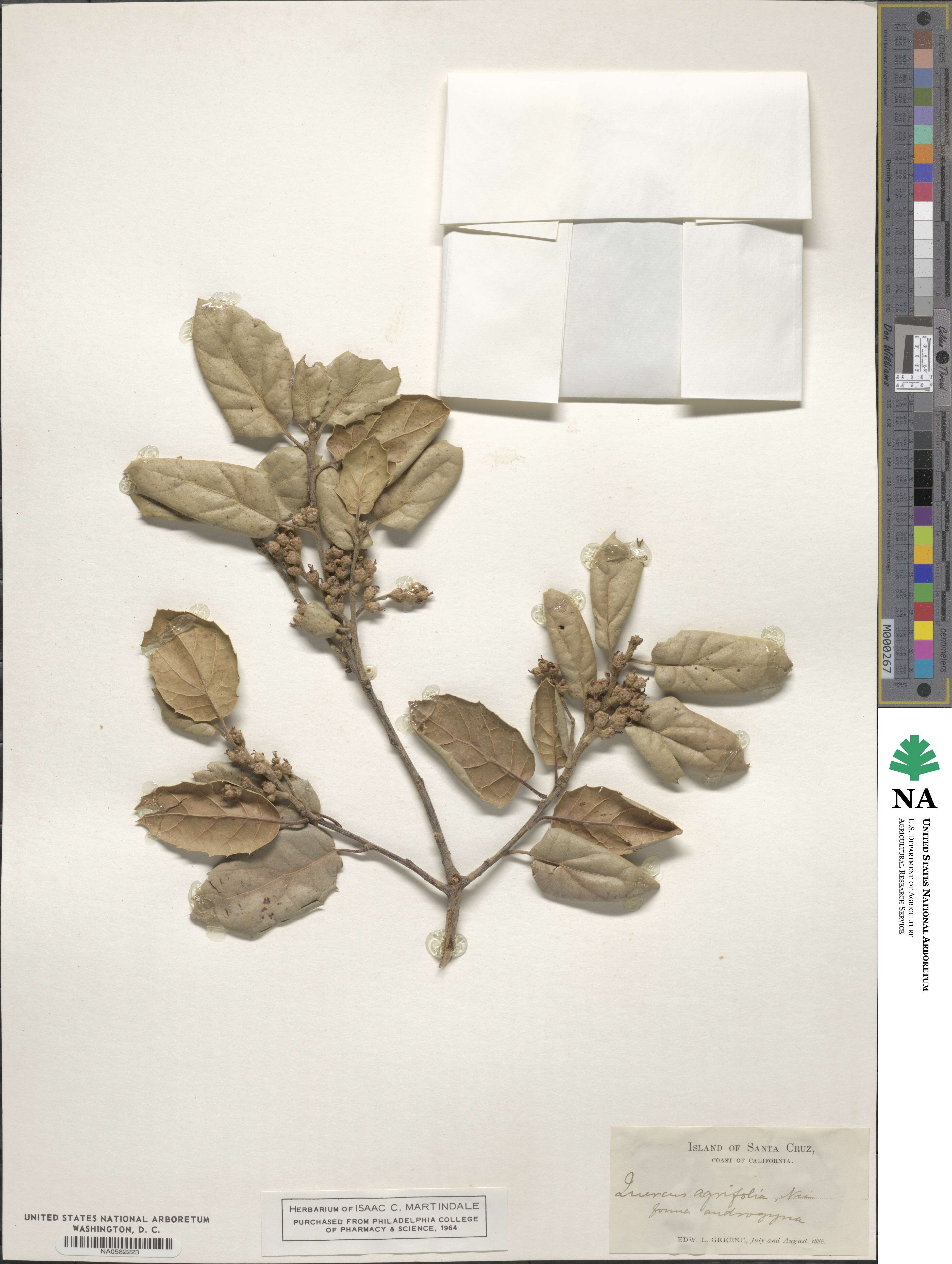 Quercus agrifolia image