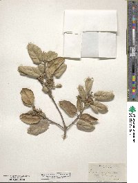 Quercus agrifolia image