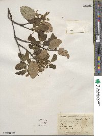 Quercus agrifolia image