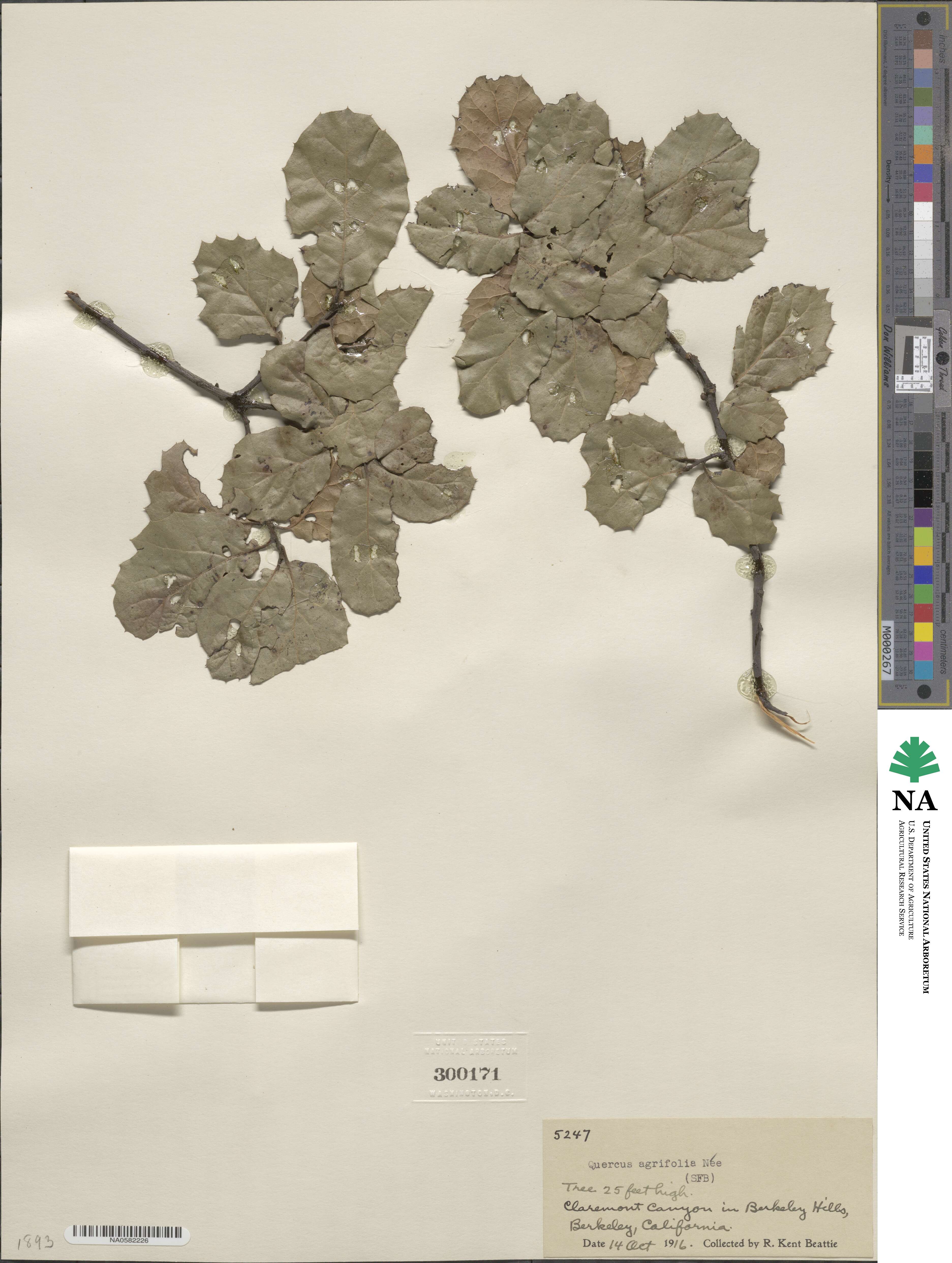 Quercus agrifolia image