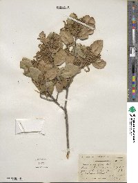 Quercus agrifolia image