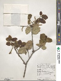 Quercus agrifolia image