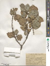 Quercus agrifolia image