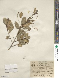 Quercus agrifolia image