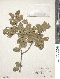 Quercus agrifolia image