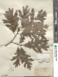 Quercus alba image