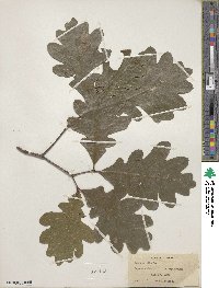 Quercus alba image