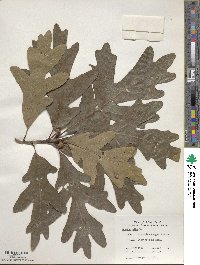 Quercus alba image