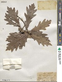 Quercus alba image