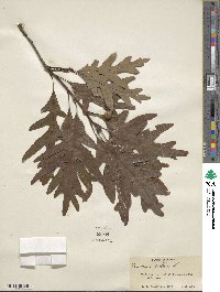 Quercus alba image