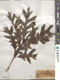 Quercus alba image