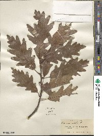 Quercus alba image