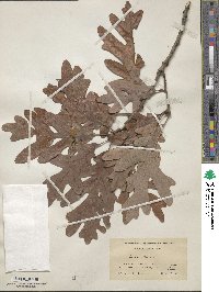 Quercus alba image