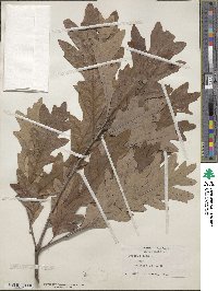 Quercus alba image