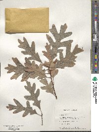 Quercus alba image