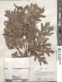 Quercus alba image