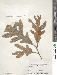 Quercus alba image