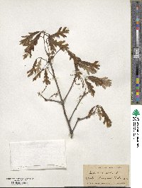 Quercus alba image