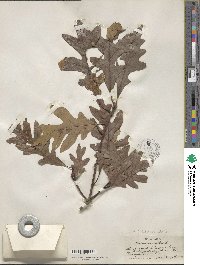 Quercus alba image