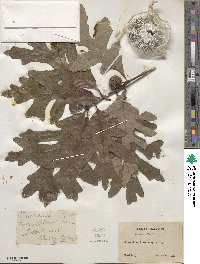 Quercus alba image