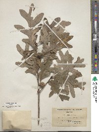 Quercus alba image