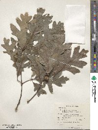 Quercus alba image