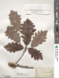 Quercus alba image