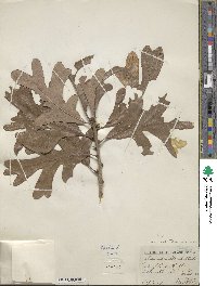 Quercus alba image