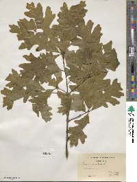 Quercus alba image