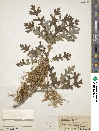 Quercus alba image