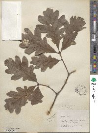 Quercus alba image