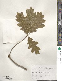 Quercus alba image