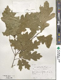 Quercus alba image